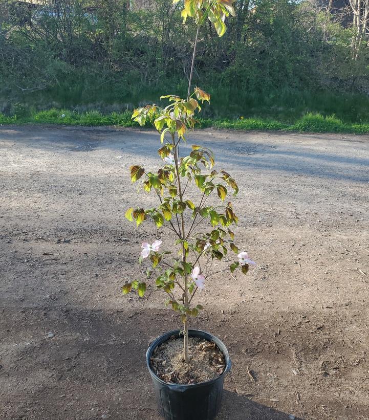 Cornus florida Cherokee Brave™