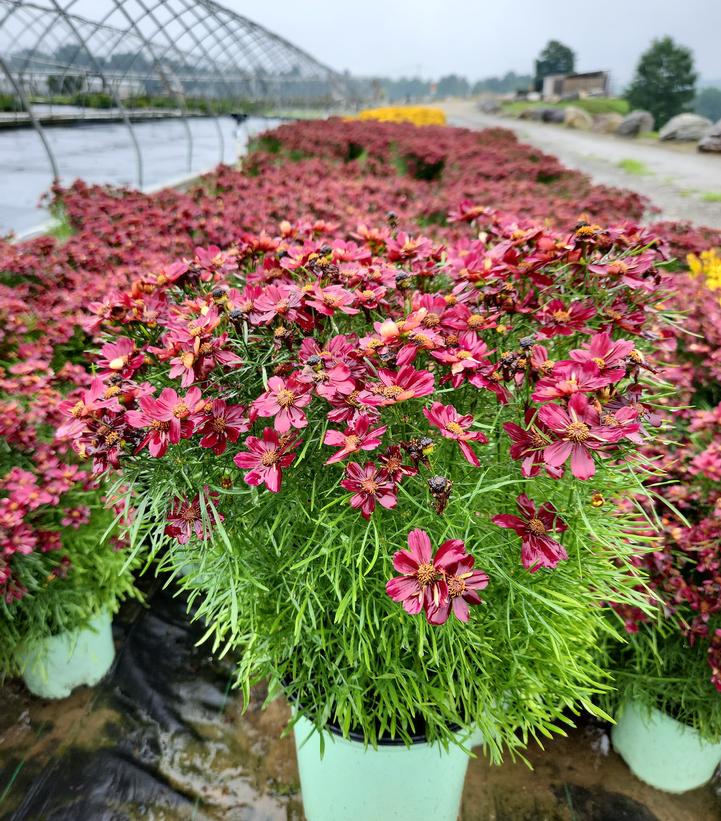 Coreopsis PERMATHREAD™ Red Satin