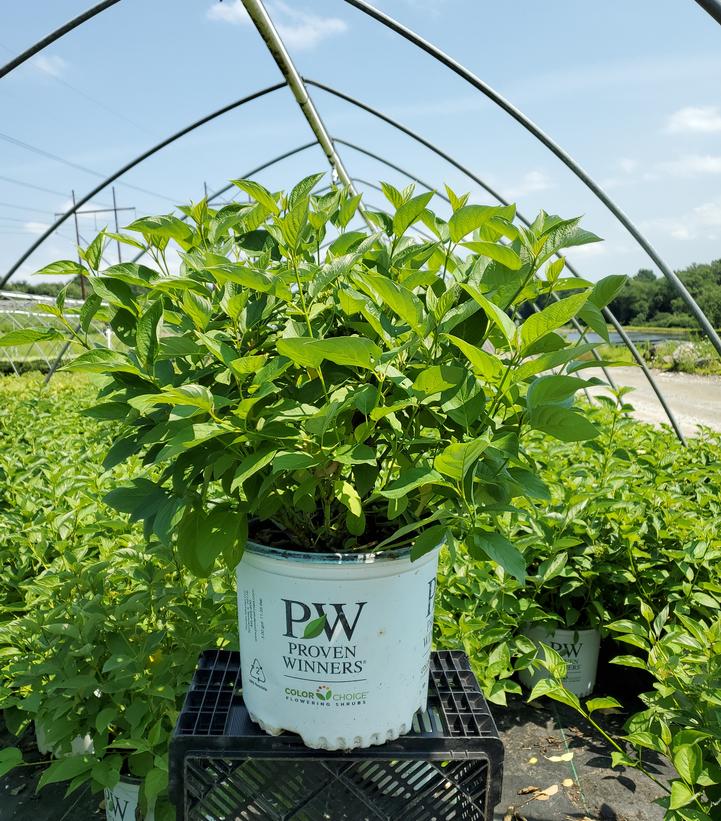 Cornus stolonifera Arctic Fire® Yellow