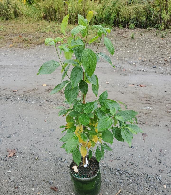 Cornus florida 