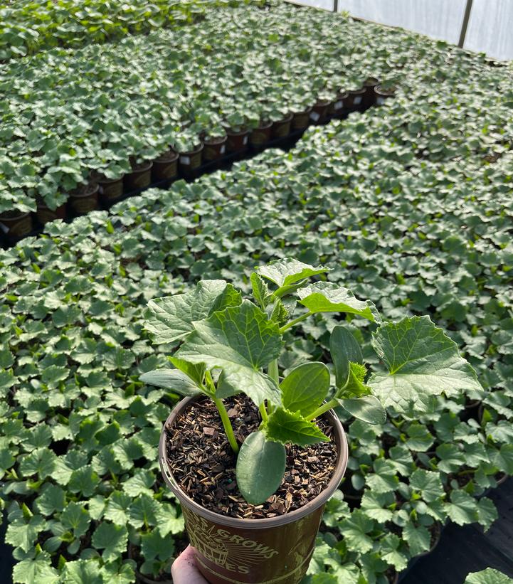 Cucumber Salad Bush