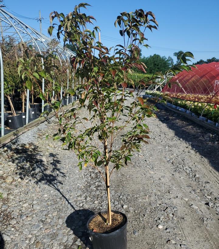 Cornus kousa Scarlet Fire®