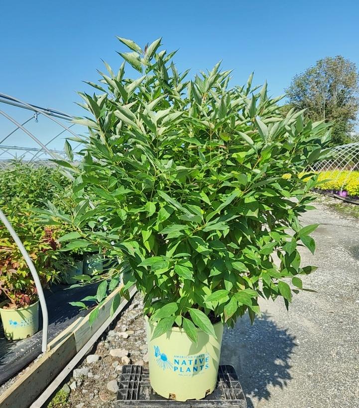 Cornus racemosa Huron®