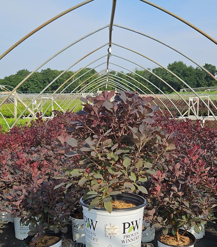 Cotinus coggygria Winecraft Black®