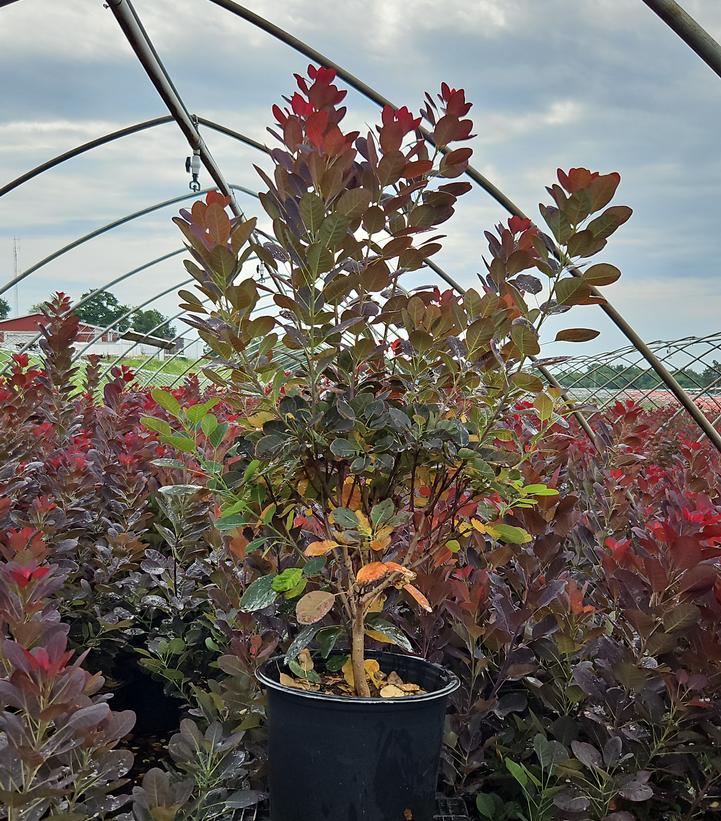 Cotinus coggygria Royal Purple