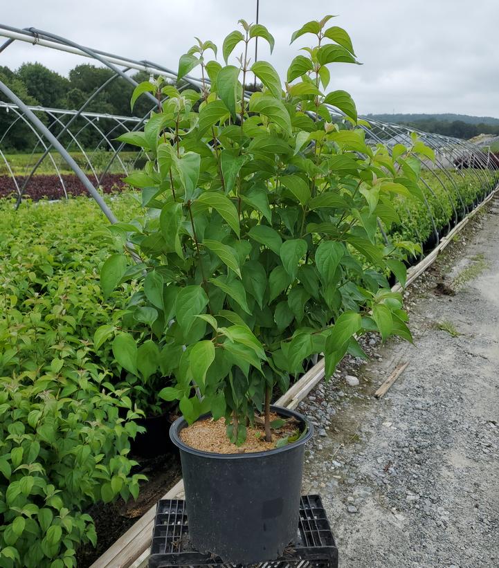 Cornus racemosa 