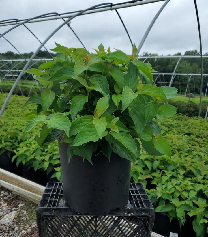 Cornus sericea Kelseyi