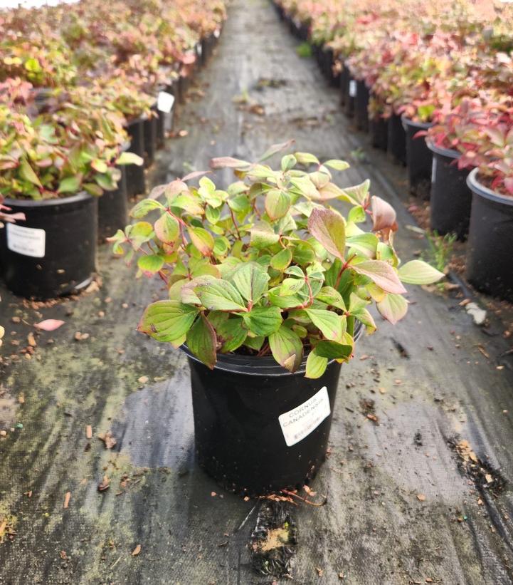 Cornus canadensis 