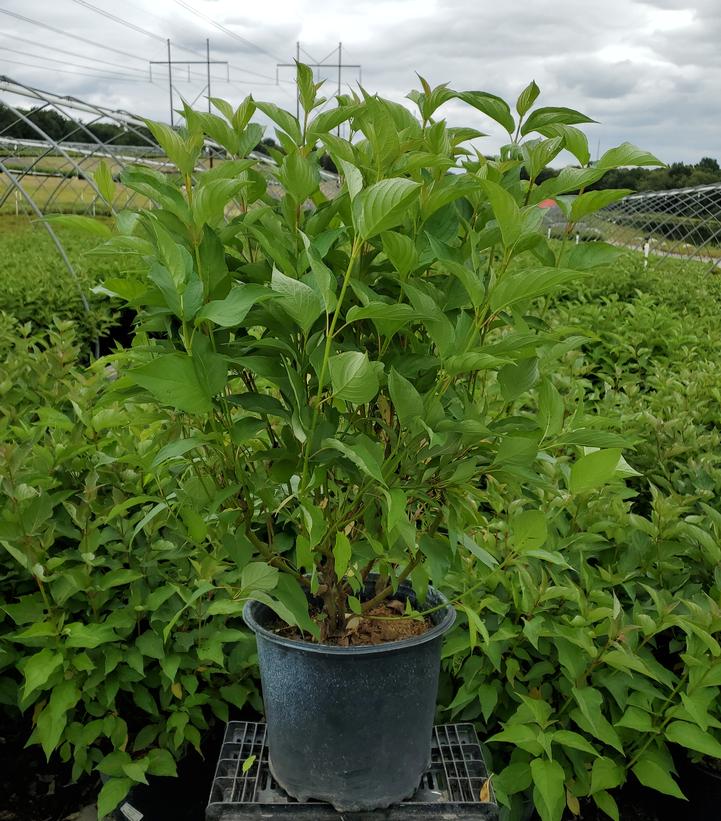 Cornus sericea 'Baileyi'