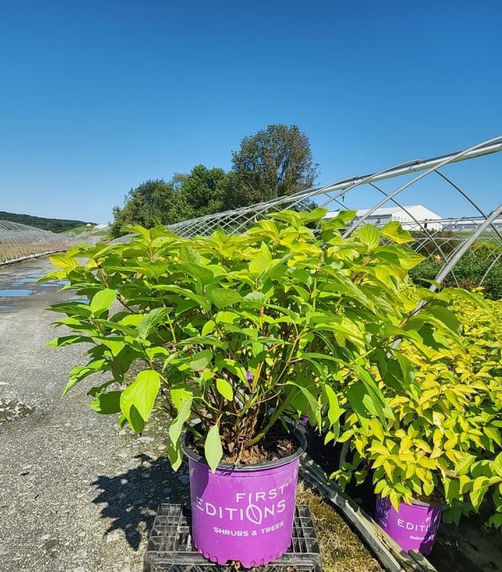 Cornus alba Neon Burst™