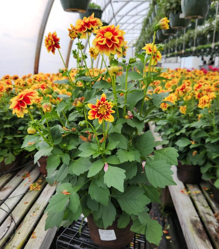 Dahlia Dalaya® Red + Yellow