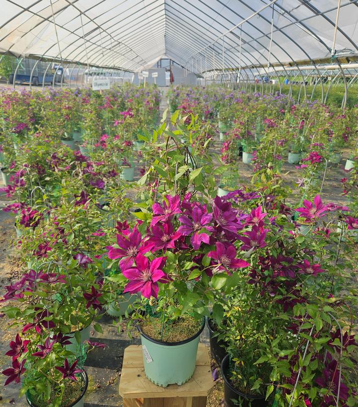 Clematis Boulevard® Picardy™