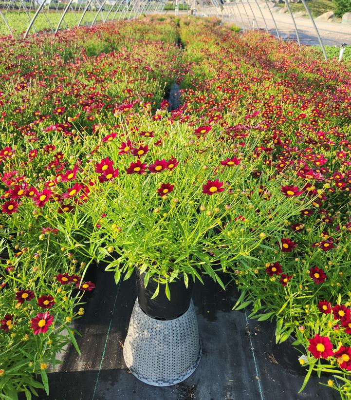 Coreopsis Big Bang™ Mercury Rising