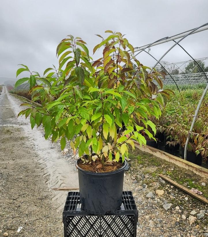 Cornus amomum 