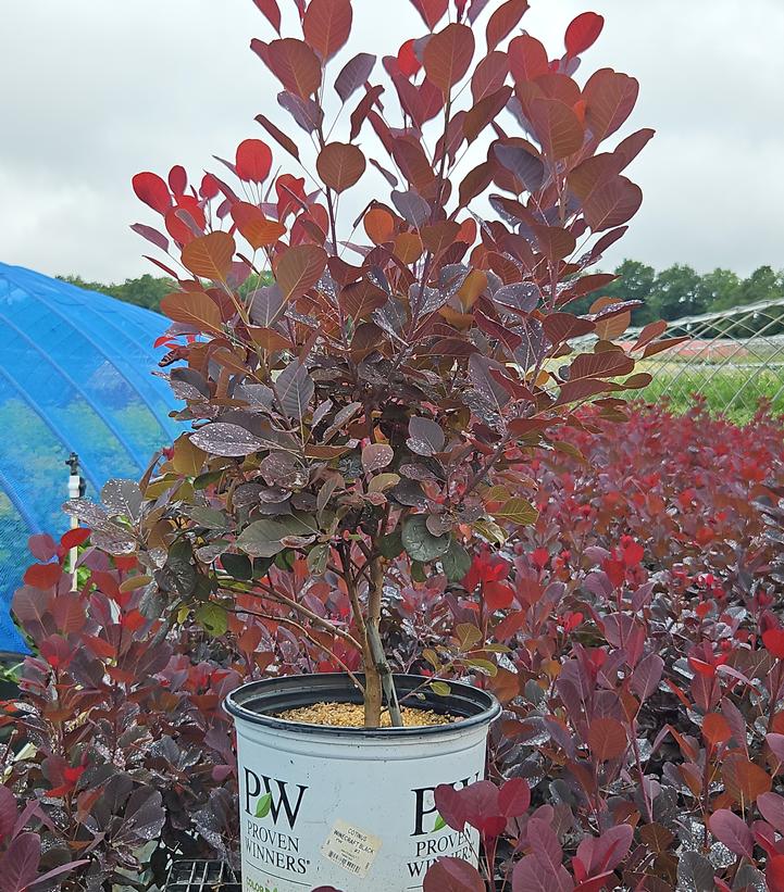 Cotinus coggygria Winecraft Black®