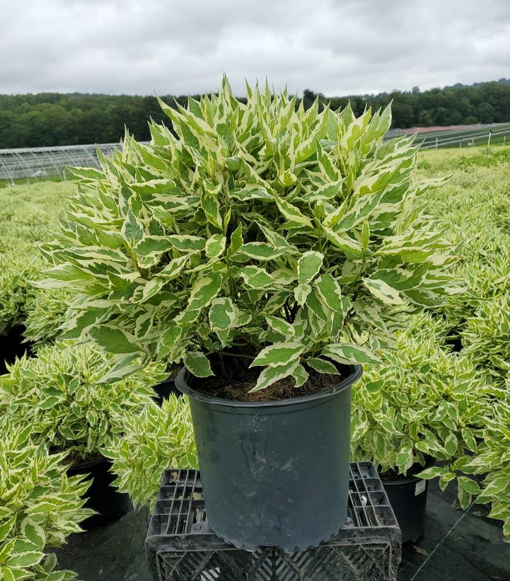 Cornus alba Ivory Halo®