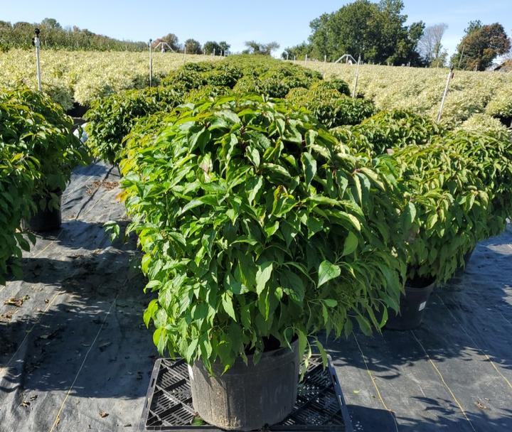 Cornus sericea 'Baileyi'