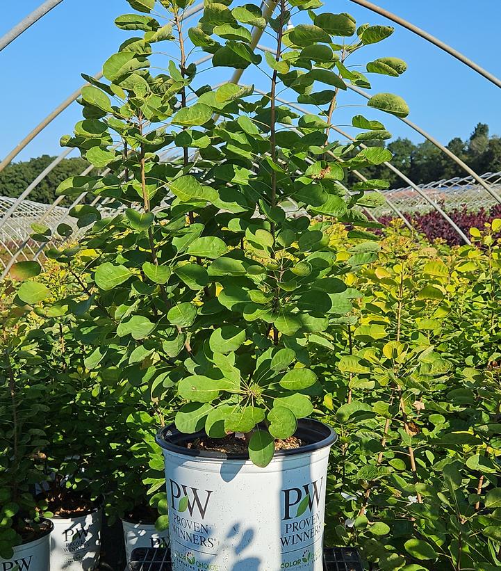 Cotinus coggygria Winecraft Gold®