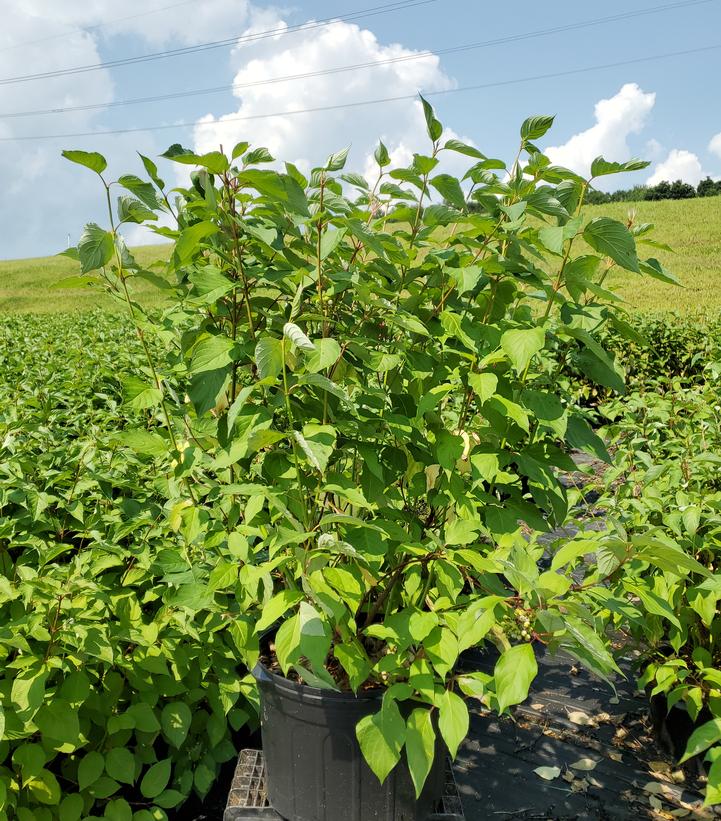 Cornus sericea 'Baileyi'