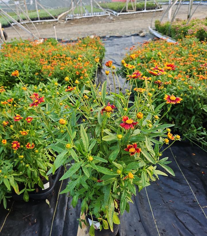 Coreopsis Lil' Bang™ Sun Splash