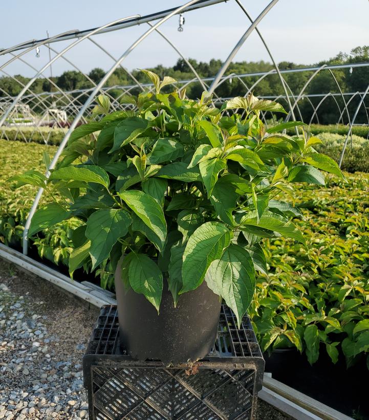 Cornus sericea Kelseyi