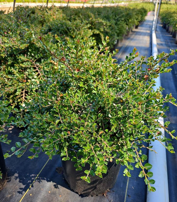 Cotoneaster adpressus Little Gem