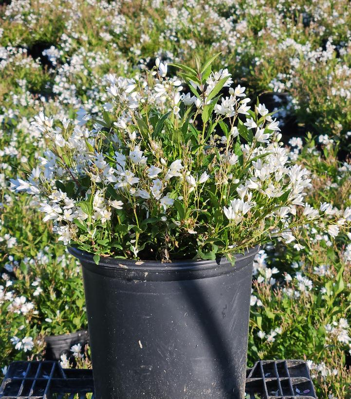 Deutzia gracilis Nikko