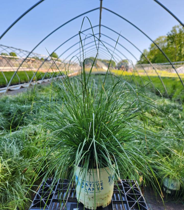 Deschampsia cesp. Pixie Fountain