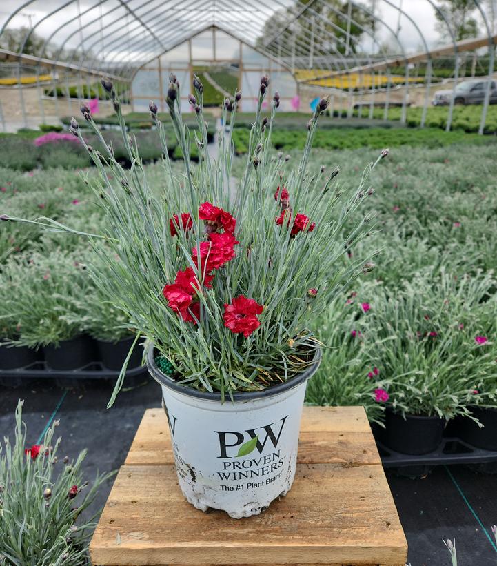 Dianthus hybrid Fruit Punch® Fruit Punch® Maraschino