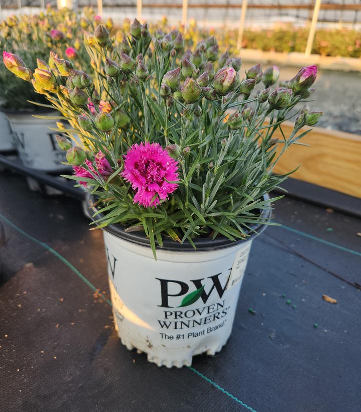 Dianthus hybrid Fruit Punch® 'Spiked Punch'