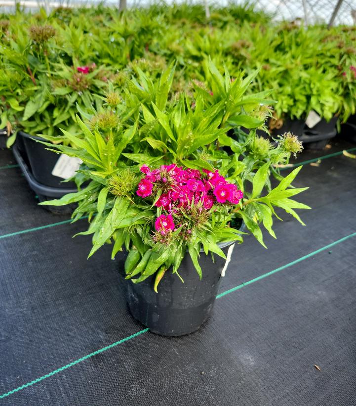 Dianthus Barbarini Purple