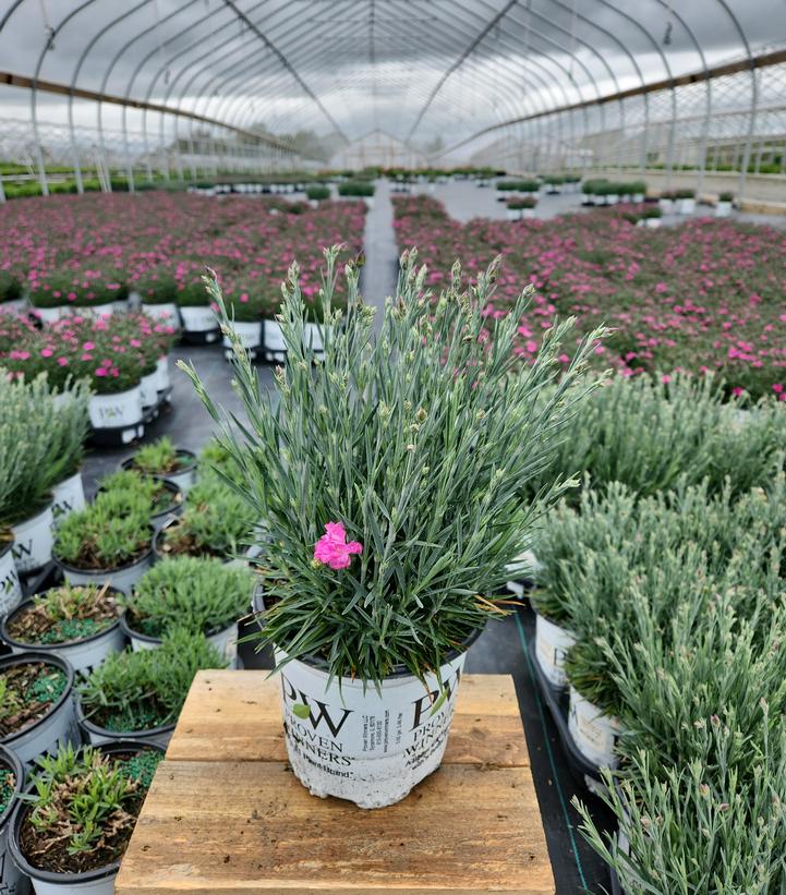 Dianthus hybrid Fruit Punch® Fruit Punch® Sweetie Pie