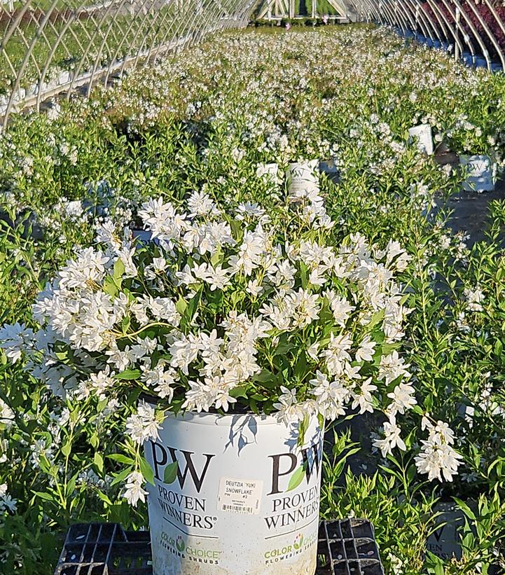 Deutzia x Yuki Snowflake®