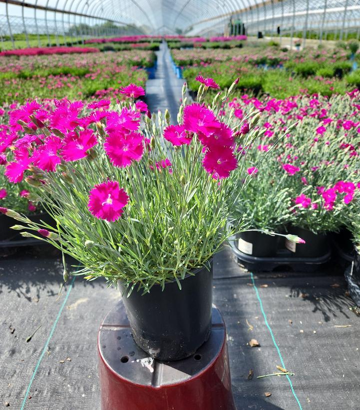 Dianthus Neon Star