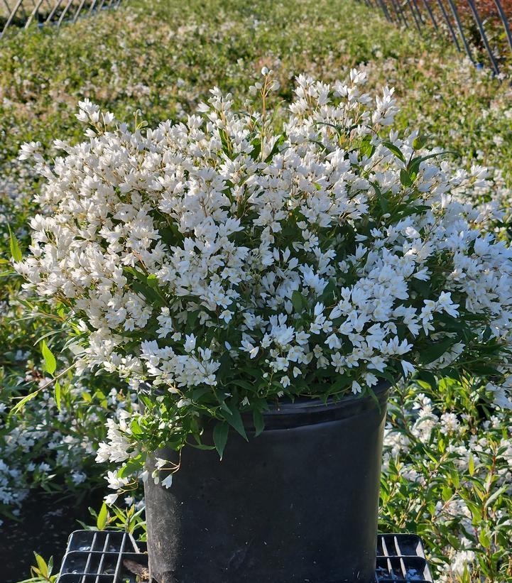 Deutzia gracilis Nikko