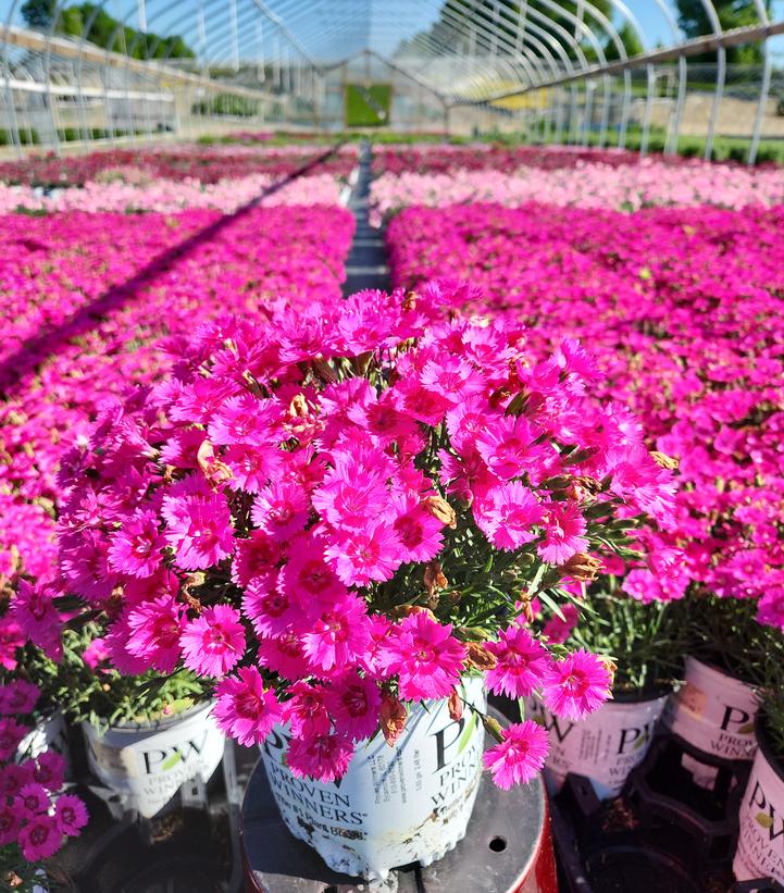 Dianthus hybrid 'Paint the Town Fancy'