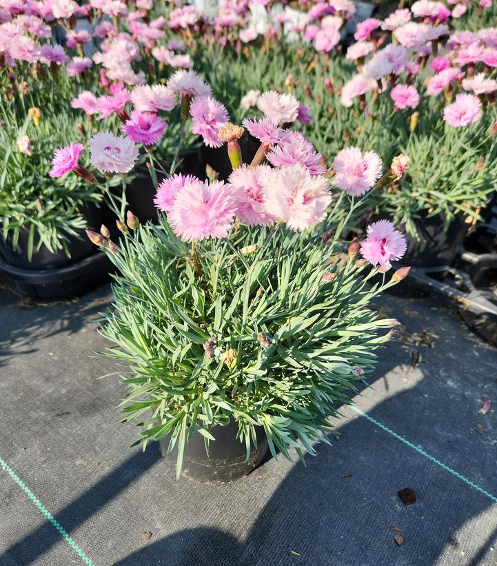 Dianthus Everlast™ Lavender w/Eye