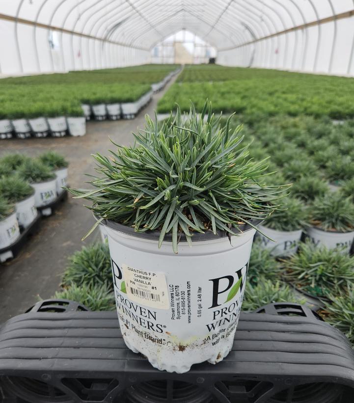 Dianthus hybrid Fruit Punch® 'Cherry Vanilla'