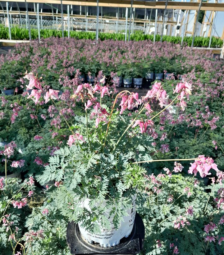 Dicentra 'Pink Diamonds'