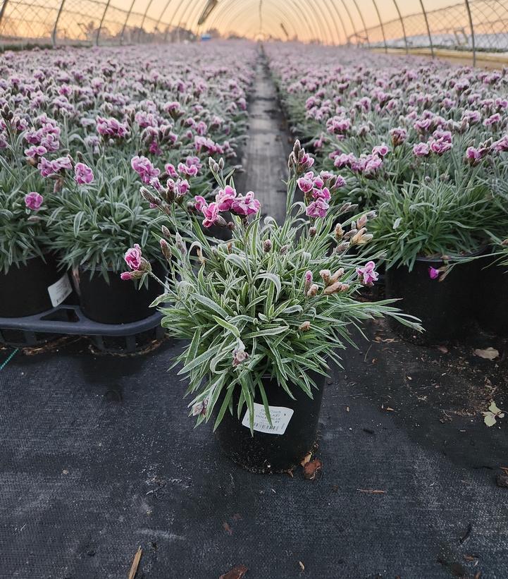 Dianthus Everlast™ Violet Blue