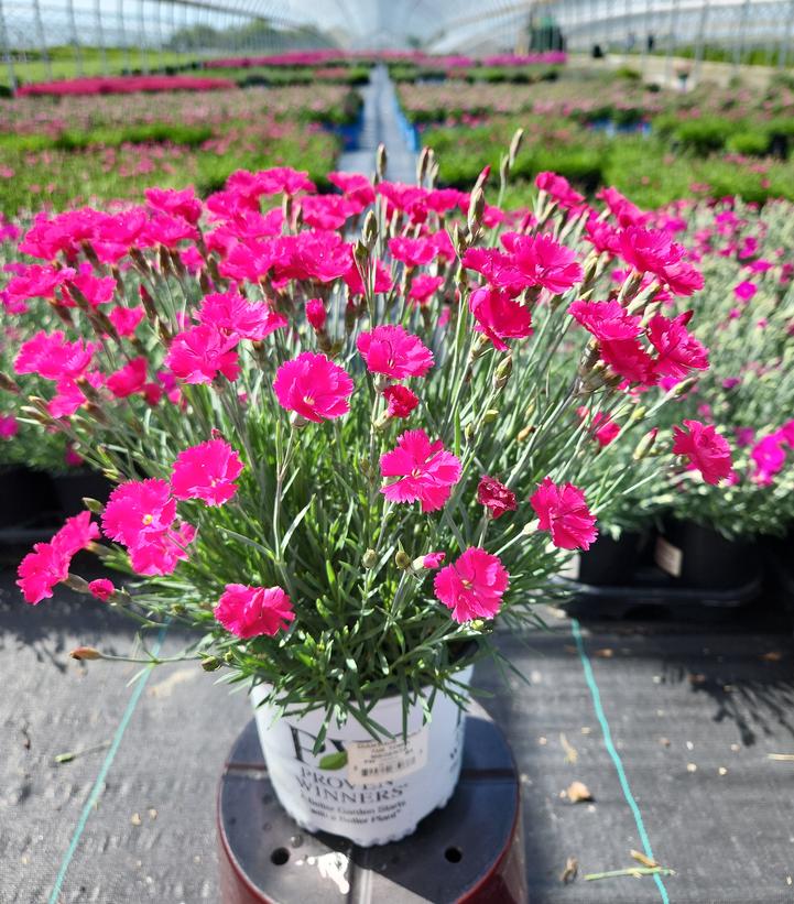 Dianthus hybrid Paint the Town Magenta