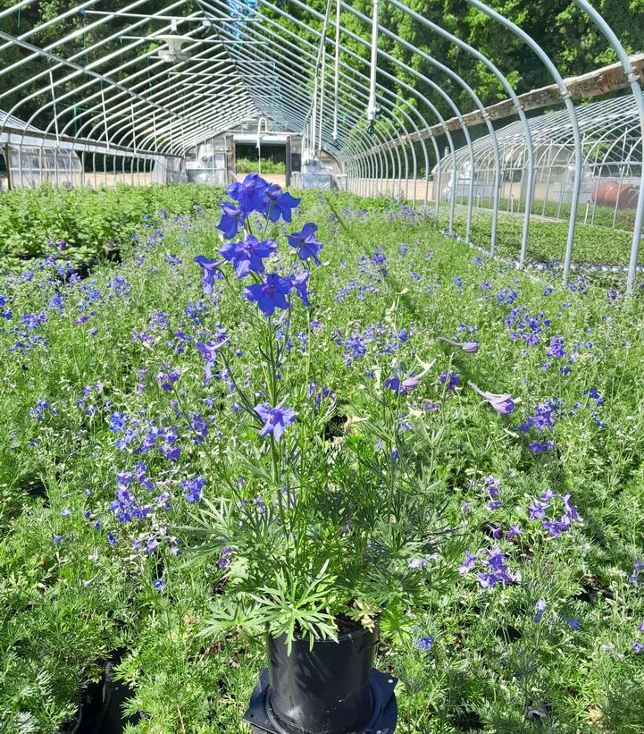 Delphinium grandiflorum Blue Butterfly