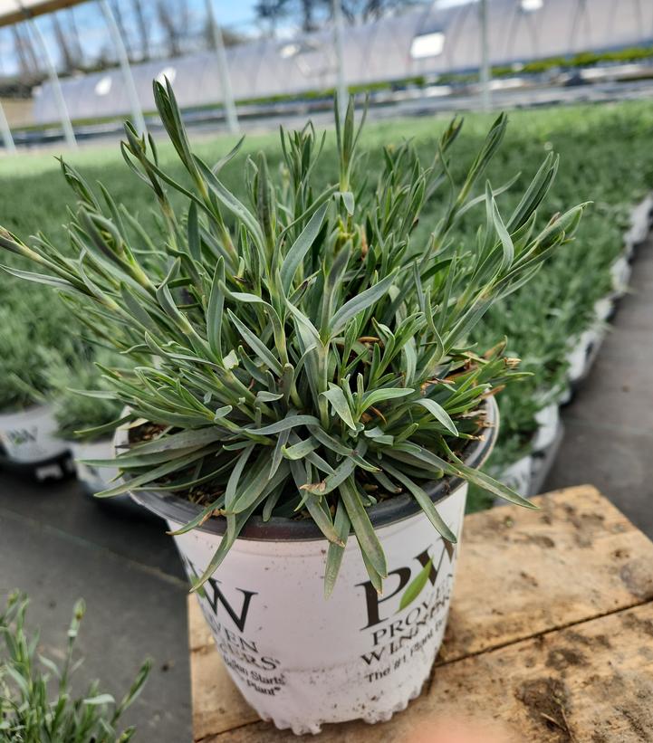 Dianthus Fruit Punch® 'Funky Fuchsia'