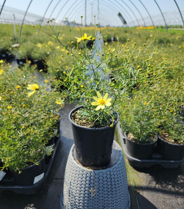 Coreopsis verticillata Moonbeam