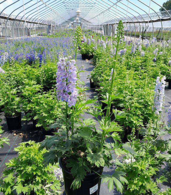 Delphinium Guardian Lavender