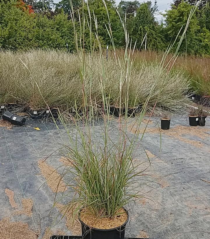 Andropogon t. 'Black Mountain'