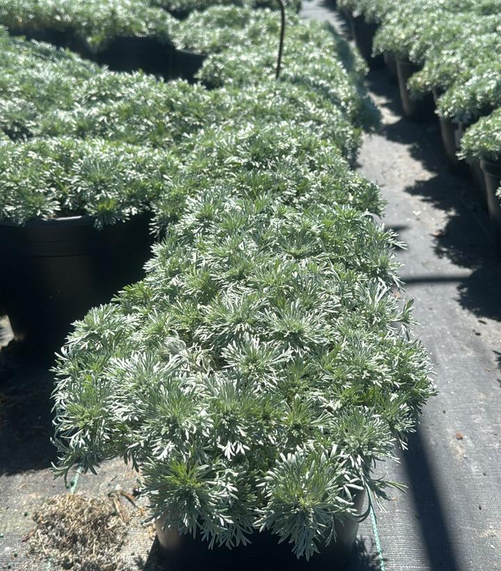 Artemisia schmidtiana Silvermound