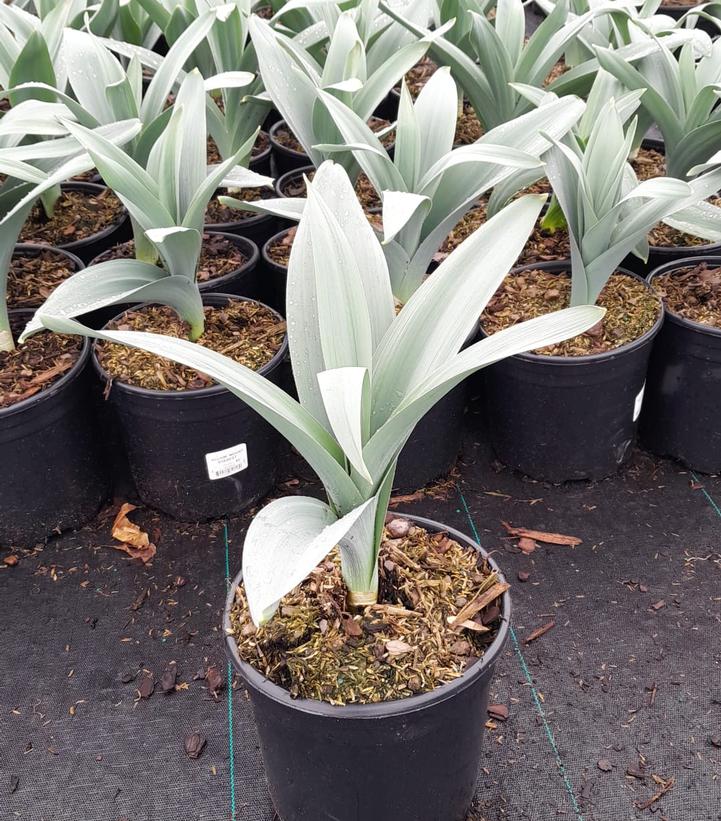 Allium 'Mount Everest'