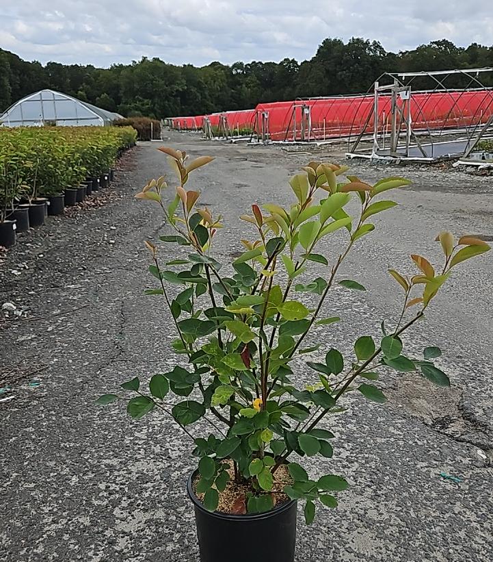 Amelanchier X 'Autumn Brilliance'