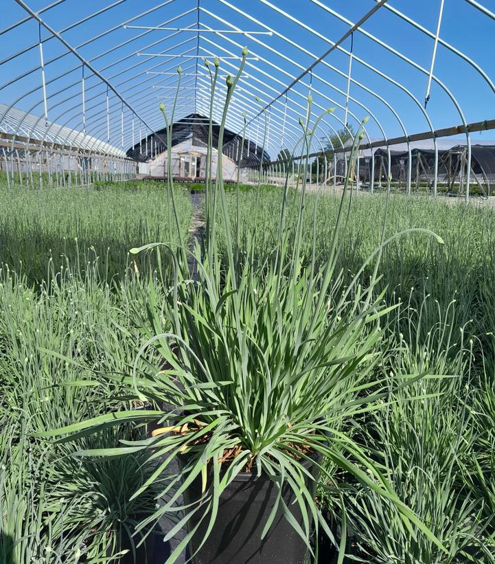 Allium 'Medusa'